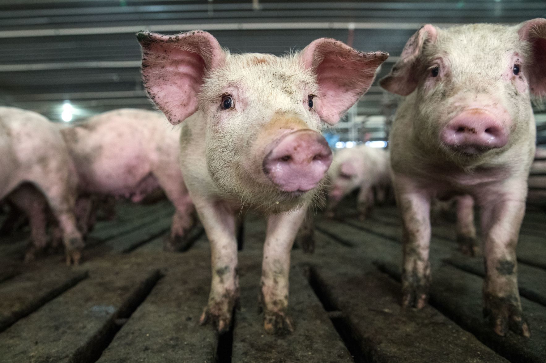 Learn about farm animals